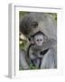 Infant Vervet Monkey (Chlorocebus Aethiops), Kruger National Park, South Africa, Africa-null-Framed Photographic Print