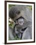 Infant Vervet Monkey (Chlorocebus Aethiops), Kruger National Park, South Africa, Africa-null-Framed Photographic Print