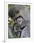 Infant Vervet Monkey (Chlorocebus Aethiops), Kruger National Park, South Africa, Africa-null-Framed Photographic Print