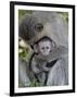 Infant Vervet Monkey (Chlorocebus Aethiops), Kruger National Park, South Africa, Africa-null-Framed Photographic Print