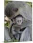 Infant Vervet Monkey (Chlorocebus Aethiops), Kruger National Park, South Africa, Africa-null-Mounted Photographic Print