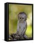 Infant Vervet Monkey (Chlorocebus Aethiops), Kruger National Park, South Africa, Africa-null-Framed Stretched Canvas