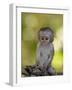 Infant Vervet Monkey (Chlorocebus Aethiops), Kruger National Park, South Africa, Africa-null-Framed Photographic Print