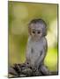 Infant Vervet Monkey (Chlorocebus Aethiops), Kruger National Park, South Africa, Africa-null-Mounted Photographic Print