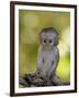 Infant Vervet Monkey (Chlorocebus Aethiops), Kruger National Park, South Africa, Africa-null-Framed Photographic Print