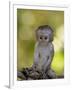 Infant Vervet Monkey (Chlorocebus Aethiops), Kruger National Park, South Africa, Africa-null-Framed Photographic Print