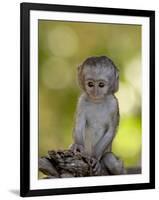 Infant Vervet Monkey (Chlorocebus Aethiops), Kruger National Park, South Africa, Africa-null-Framed Photographic Print