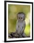 Infant Vervet Monkey (Chlorocebus Aethiops), Kruger National Park, South Africa, Africa-null-Framed Photographic Print