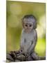 Infant Vervet Monkey (Chlorocebus Aethiops), Kruger National Park, South Africa, Africa-null-Mounted Photographic Print