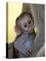 Infant Vervet Monkey (Chlorocebus Aethiops) Nursing, Kruger National Park, South Africa, Africa-null-Stretched Canvas