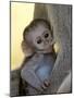 Infant Vervet Monkey (Chlorocebus Aethiops) Nursing, Kruger National Park, South Africa, Africa-null-Mounted Photographic Print