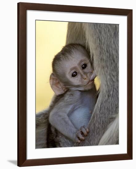 Infant Vervet Monkey (Chlorocebus Aethiops) Nursing, Kruger National Park, South Africa, Africa-null-Framed Photographic Print