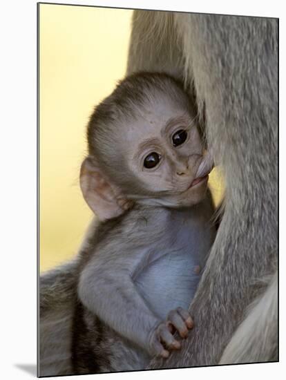 Infant Vervet Monkey (Chlorocebus Aethiops) Nursing, Kruger National Park, South Africa, Africa-null-Mounted Photographic Print