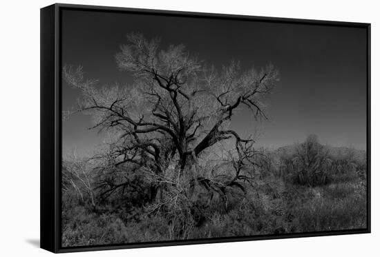 Infared Monochrome Image of A Tree in the Brush-tobkatrina-Framed Stretched Canvas