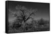 Infared Monochrome Image of A Tree in the Brush-tobkatrina-Framed Stretched Canvas