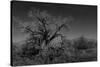 Infared Monochrome Image of A Tree in the Brush-tobkatrina-Stretched Canvas