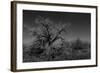 Infared Monochrome Image of A Tree in the Brush-tobkatrina-Framed Photographic Print