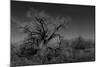 Infared Monochrome Image of A Tree in the Brush-tobkatrina-Mounted Photographic Print