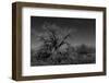 Infared Monochrome Image of A Tree in the Brush-tobkatrina-Framed Photographic Print