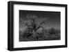 Infared Monochrome Image of A Tree in the Brush-tobkatrina-Framed Photographic Print