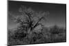 Infared Monochrome Image of A Tree in the Brush-tobkatrina-Mounted Photographic Print