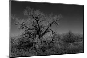 Infared Monochrome Image of A Tree in the Brush-tobkatrina-Mounted Photographic Print