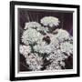 Inflorescence, 2015-Helen White-Framed Giclee Print