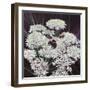 Inflorescence, 2015-Helen White-Framed Premium Giclee Print