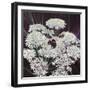 Inflorescence, 2015-Helen White-Framed Premium Giclee Print