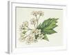 Inflorescence Corymb-null-Framed Giclee Print