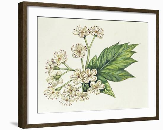 Inflorescence Corymb-null-Framed Giclee Print