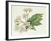 Inflorescence Corymb-null-Framed Giclee Print