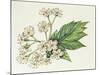 Inflorescence Corymb-null-Mounted Giclee Print