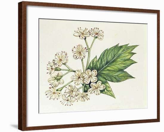 Inflorescence Corymb-null-Framed Giclee Print