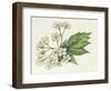 Inflorescence Corymb-null-Framed Giclee Print