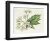 Inflorescence Corymb-null-Framed Giclee Print