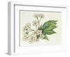 Inflorescence Corymb-null-Framed Giclee Print