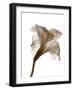 Inflorescence I-A. Project-Framed Photographic Print