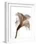 Inflorescence I-A. Project-Framed Photographic Print