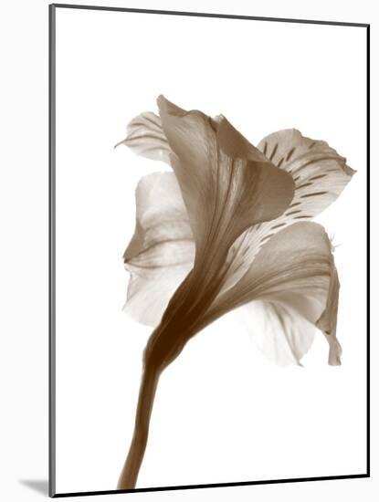 Inflorescence I-A. Project-Mounted Photographic Print