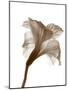 Inflorescence I-A. Project-Mounted Photographic Print