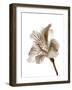 Inflorescence II-A. Project-Framed Photographic Print