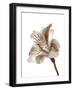 Inflorescence II-A. Project-Framed Photographic Print