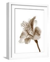 Inflorescence II-A. Project-Framed Photographic Print