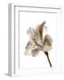 Inflorescence II-A. Project-Framed Photographic Print