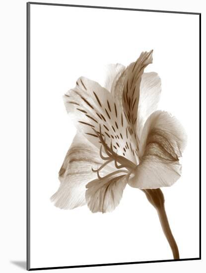 Inflorescence II-A. Project-Mounted Photographic Print