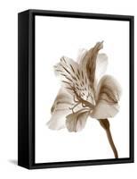 Inflorescence II-A. Project-Framed Stretched Canvas