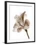 Inflorescence II-A. Project-Framed Photographic Print