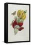 Inflorescence of Banana, 1705-Maria Sibylla Graff Merian-Framed Stretched Canvas