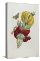 Inflorescence of Banana, 1705-Maria Sibylla Graff Merian-Stretched Canvas